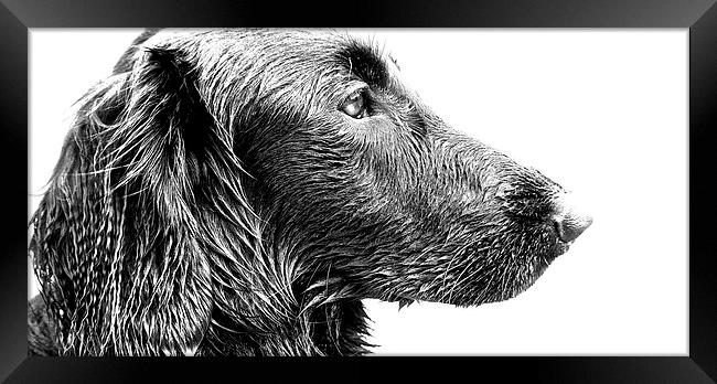  Stunning face of a Flat coat Retriever Dog Framed Print by Sue Bottomley