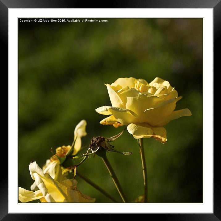  Yellow Roses Framed Mounted Print by LIZ Alderdice