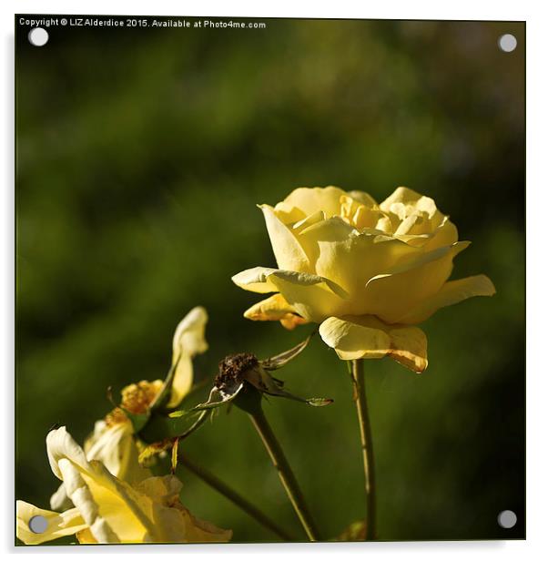  Yellow Roses Acrylic by LIZ Alderdice
