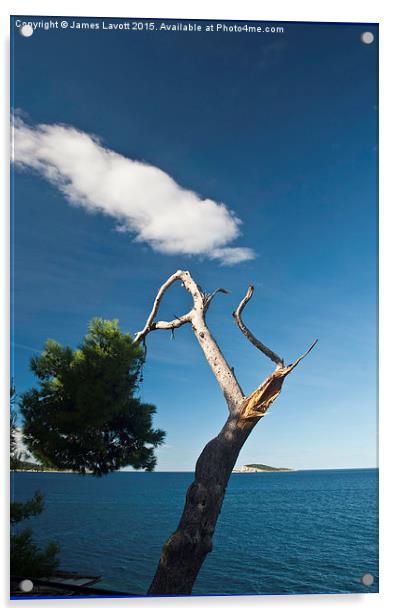 Cavtata Tree Acrylic by James Lavott