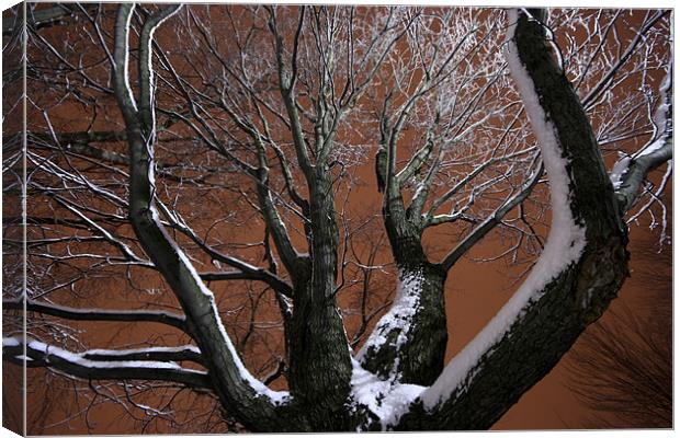 Tree and snow Canvas Print by Jean-François Dupuis