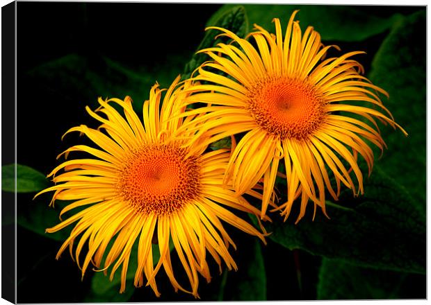 Two Daisies Canvas Print by Stephen Maxwell