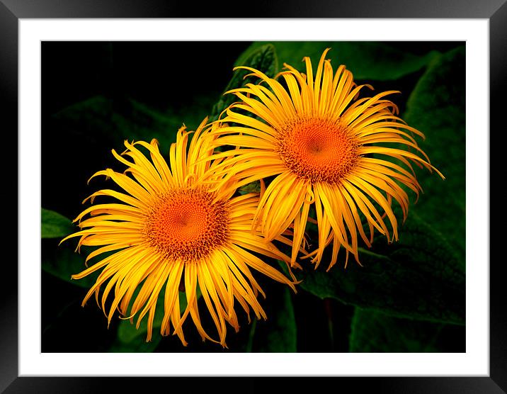 Two Daisies Framed Mounted Print by Stephen Maxwell