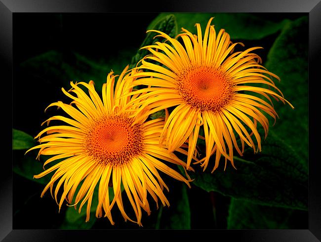 Two Daisies Framed Print by Stephen Maxwell