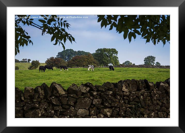 Cattle grazing in Derbyshire Framed Mounted Print by Jason Wells