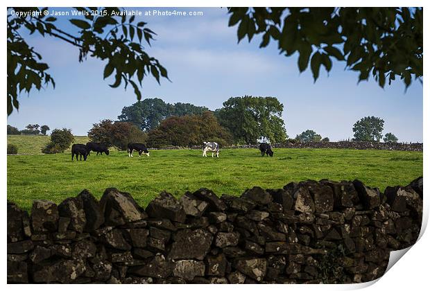 Cattle grazing in Derbyshire Print by Jason Wells