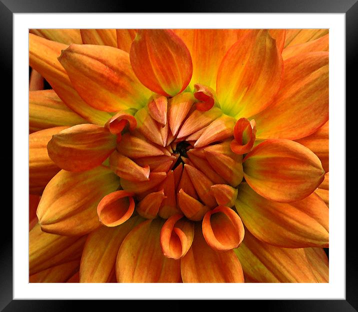 Dahlia Framed Mounted Print by Stephen Maxwell