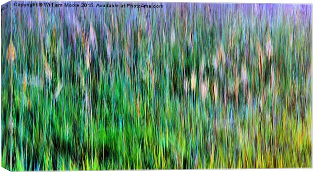  Big Bluestem Grass Canvas Print by William Moore