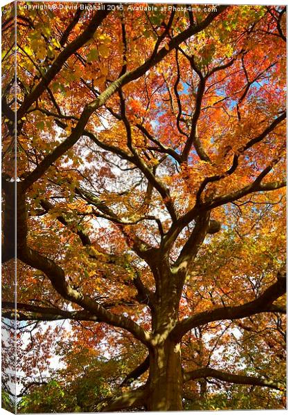 Changing Of The Oak  Canvas Print by David Birchall