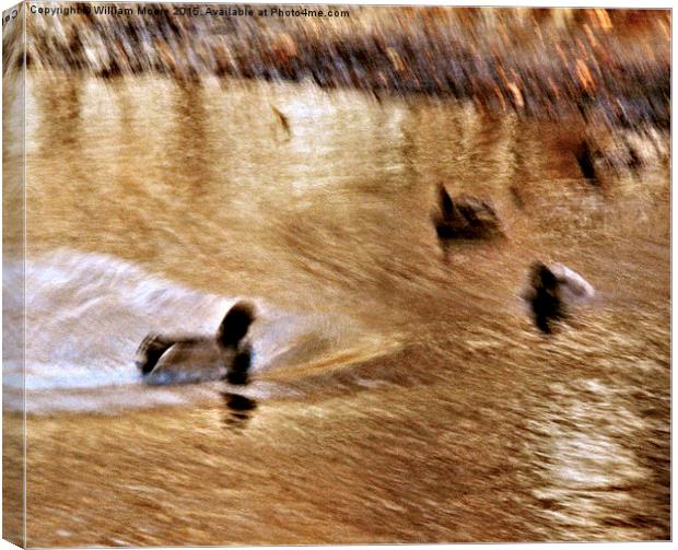 Mallards in the Slough Canvas Print by William Moore