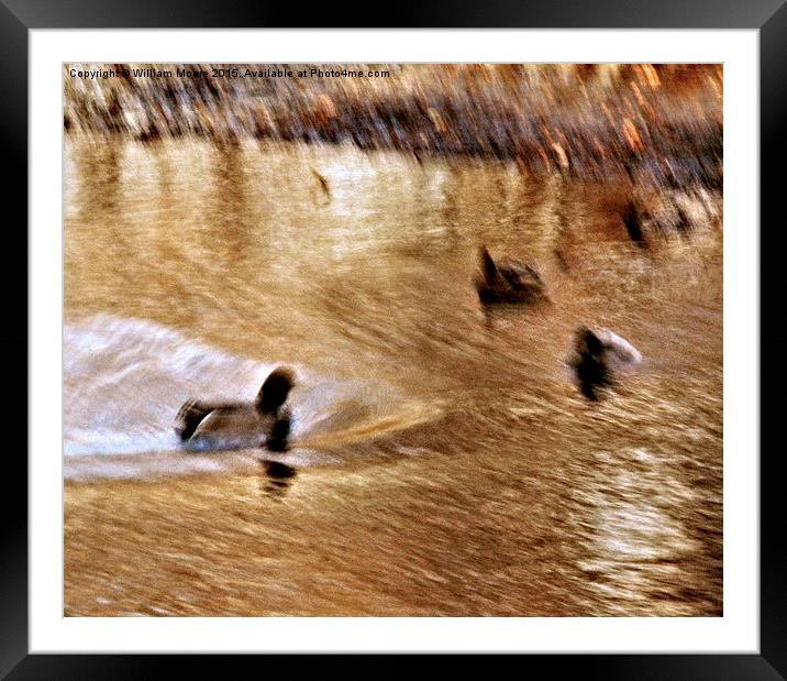 Mallards in the Slough Framed Mounted Print by William Moore