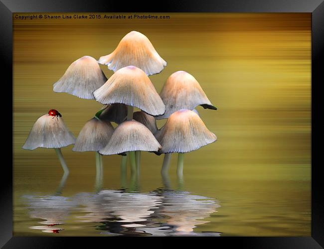  Mushrooms Framed Print by Sharon Lisa Clarke