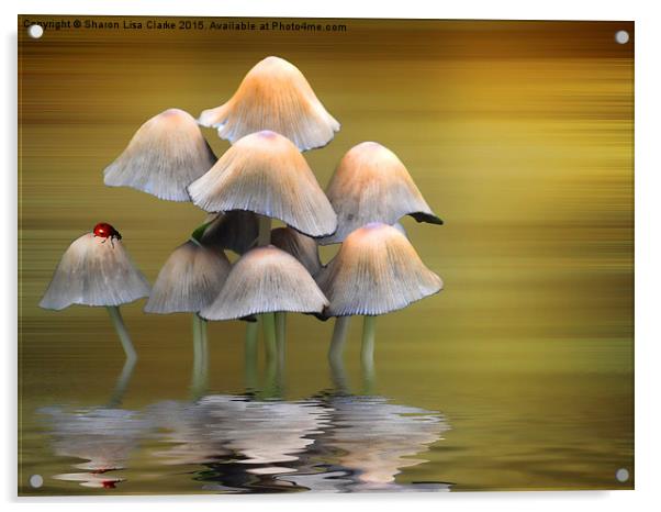  Mushrooms Acrylic by Sharon Lisa Clarke