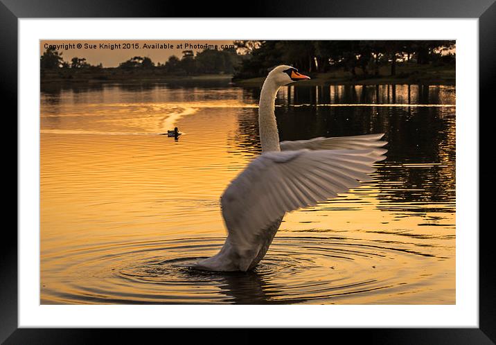  Swan Lake Framed Mounted Print by Sue Knight