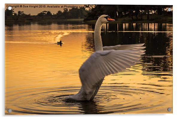  Swan Lake Acrylic by Sue Knight