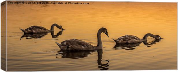  Swans at Sunset Canvas Print by Sue Knight