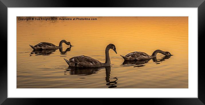  Swans at Sunset Framed Mounted Print by Sue Knight