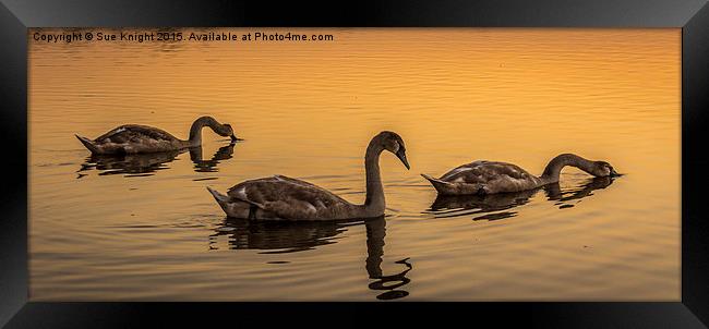  Swans at Sunset Framed Print by Sue Knight