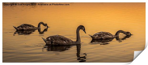  Swans at Sunset Print by Sue Knight