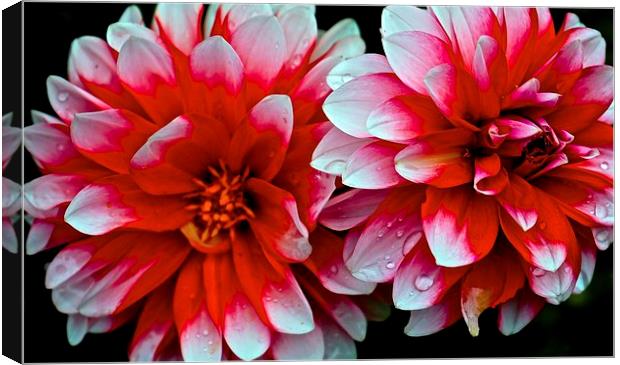  Dahlias Red and White Flowers Canvas Print by Sue Bottomley