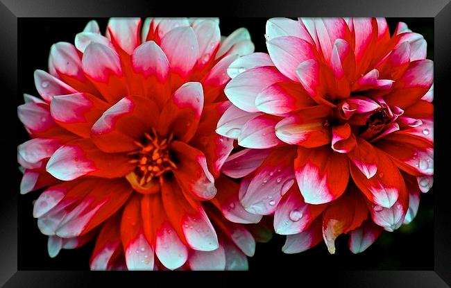 Dahlias Red and White Flowers Framed Print by Sue Bottomley