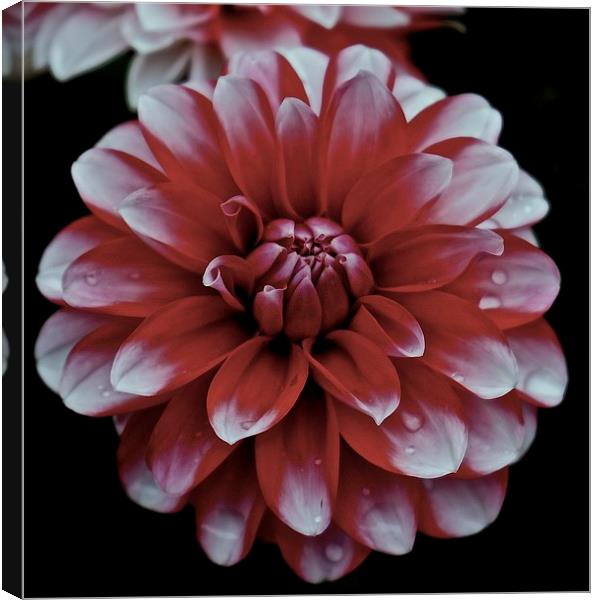  Red and White Dahlia Flower Canvas Print by Sue Bottomley