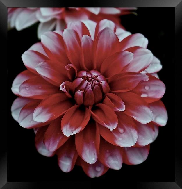  Red and White Dahlia Flower Framed Print by Sue Bottomley