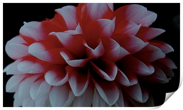  Red and White Dahlia Flower Print by Sue Bottomley
