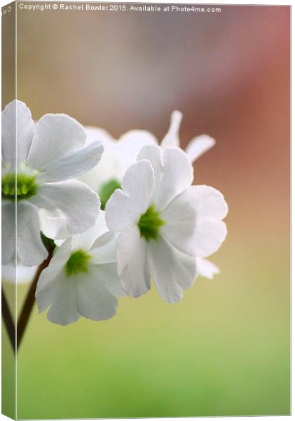 At the Edge of a petal Canvas Print by RJ Bowler