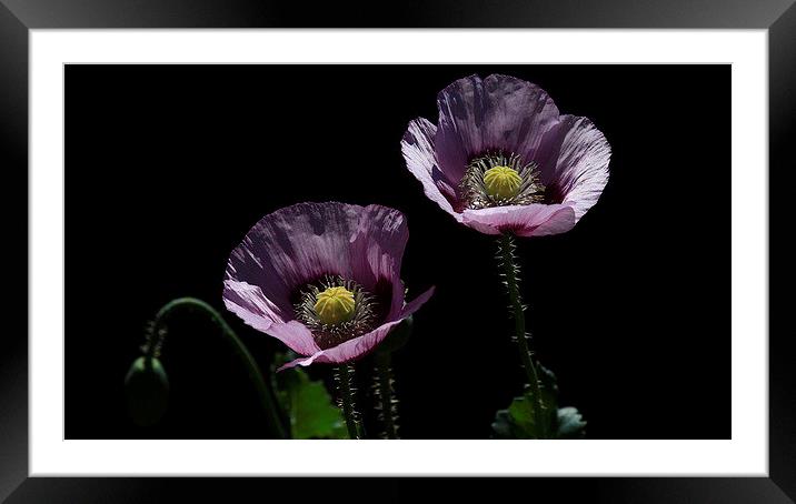  Purple Poppies Framed Mounted Print by Trevor White