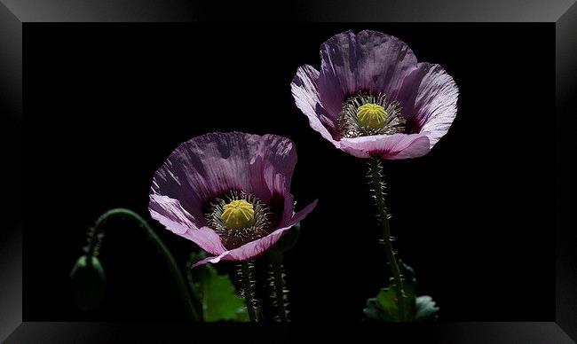  Purple Poppies Framed Print by Trevor White