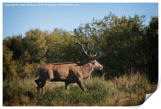 Red Deer Stag Print by rawshutterbug 