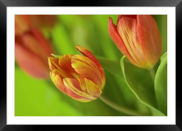  Fiery Tulips Framed Mounted Print by Bryan Condie
