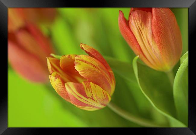  Fiery Tulips Framed Print by Bryan Condie