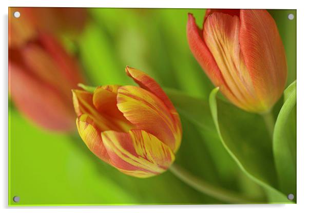  Fiery Tulips Acrylic by Bryan Condie