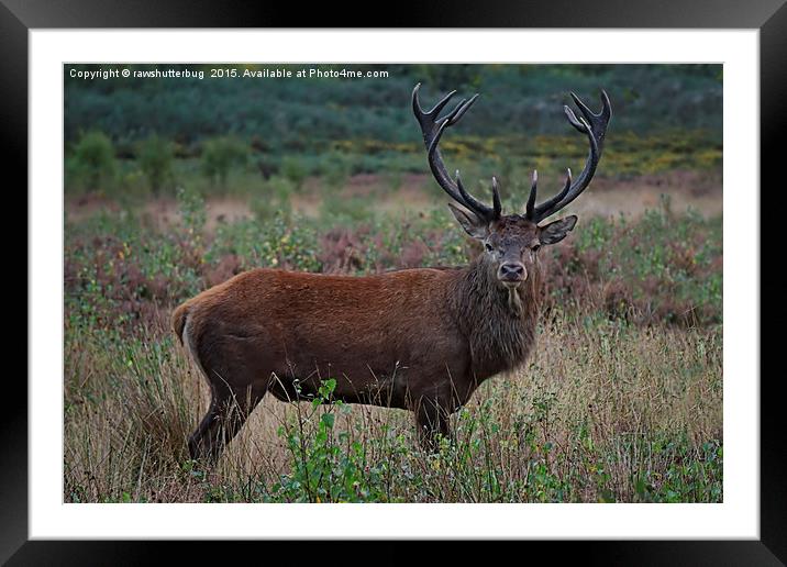 Wild Red Deer Stag Framed Mounted Print by rawshutterbug 