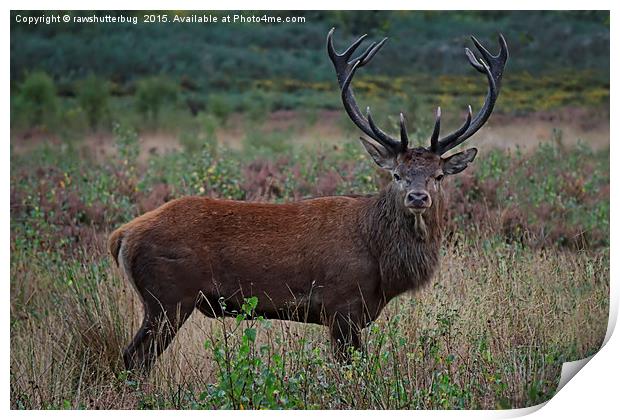 Wild Red Deer Stag Print by rawshutterbug 