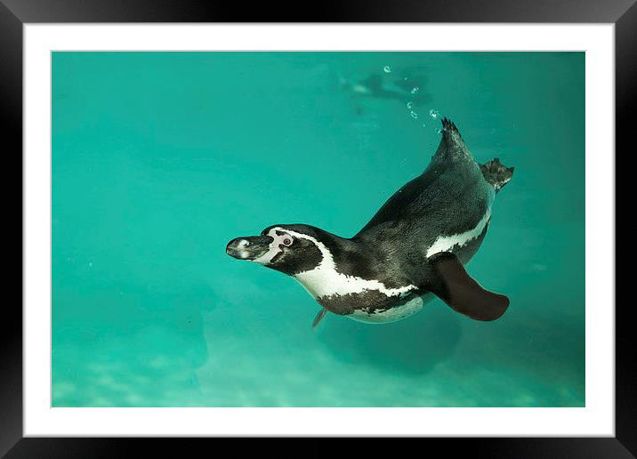  Humboldt penguin underwater Framed Mounted Print by Selena Chambers