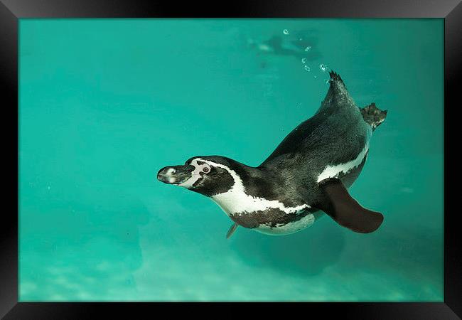  Humboldt penguin underwater Framed Print by Selena Chambers