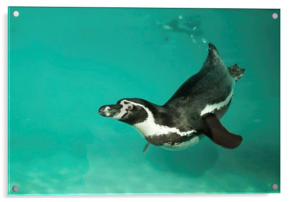  Humboldt penguin underwater Acrylic by Selena Chambers