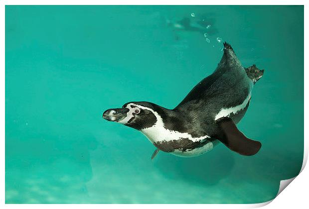  Humboldt penguin underwater Print by Selena Chambers