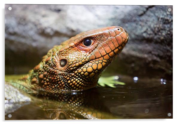  Northern caiman lizard Acrylic by Selena Chambers