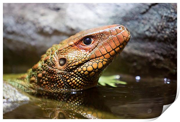  Northern caiman lizard Print by Selena Chambers