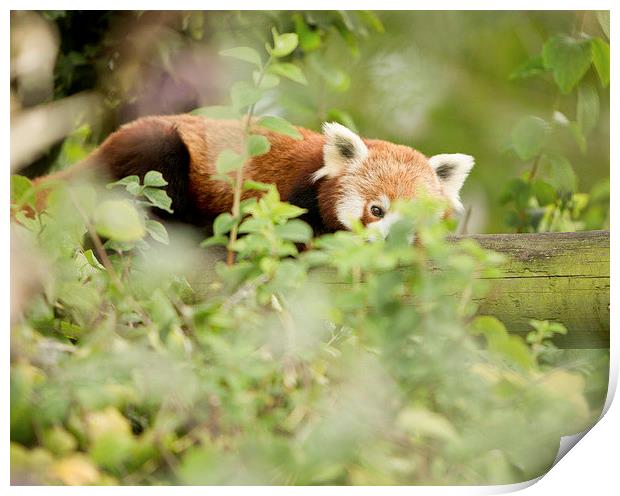  Red panda Print by Selena Chambers