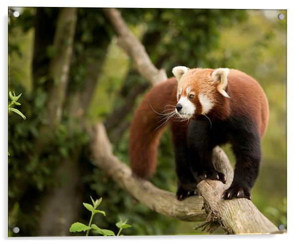  Red panda Acrylic by Selena Chambers