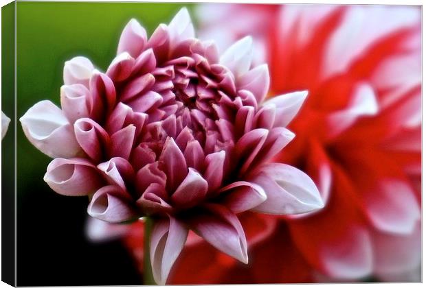  One small Dahlia just opening up Canvas Print by Sue Bottomley