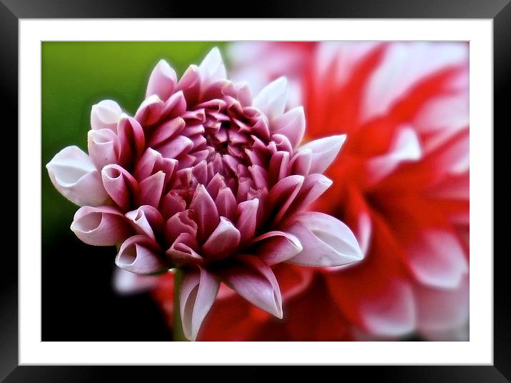  One small Dahlia just opening up Framed Mounted Print by Sue Bottomley