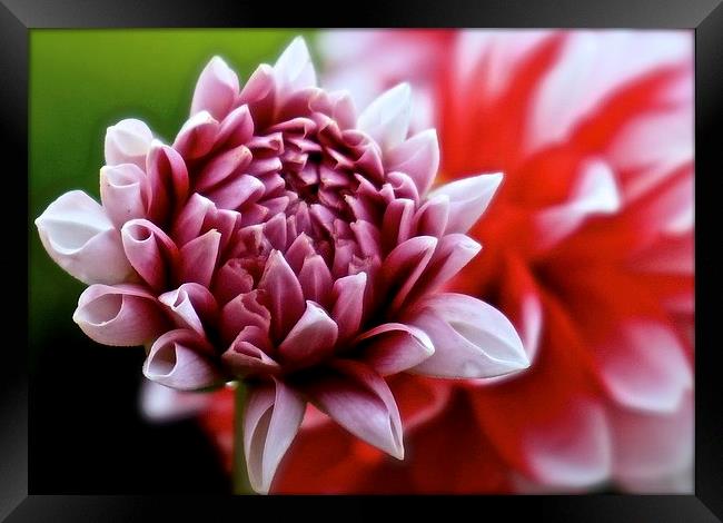 One small Dahlia just opening up Framed Print by Sue Bottomley