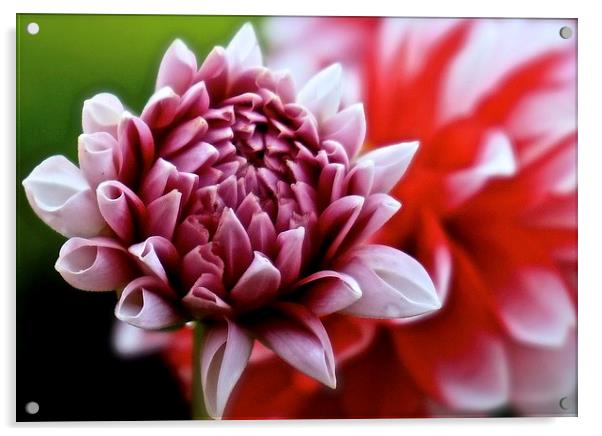  One small Dahlia just opening up Acrylic by Sue Bottomley