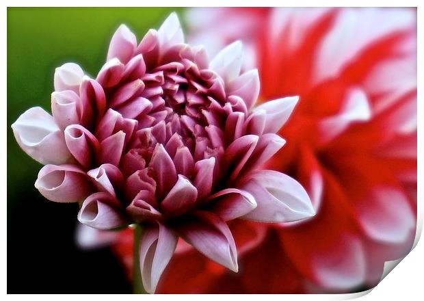  One small Dahlia just opening up Print by Sue Bottomley